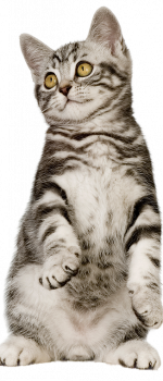 pisica-mycats-clinica-veterinara-constanta