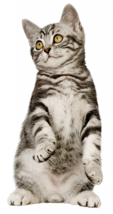 pisica-mycats-clinica-veterinara-constanta pisica-mycats-clinica-veterinara-constanta